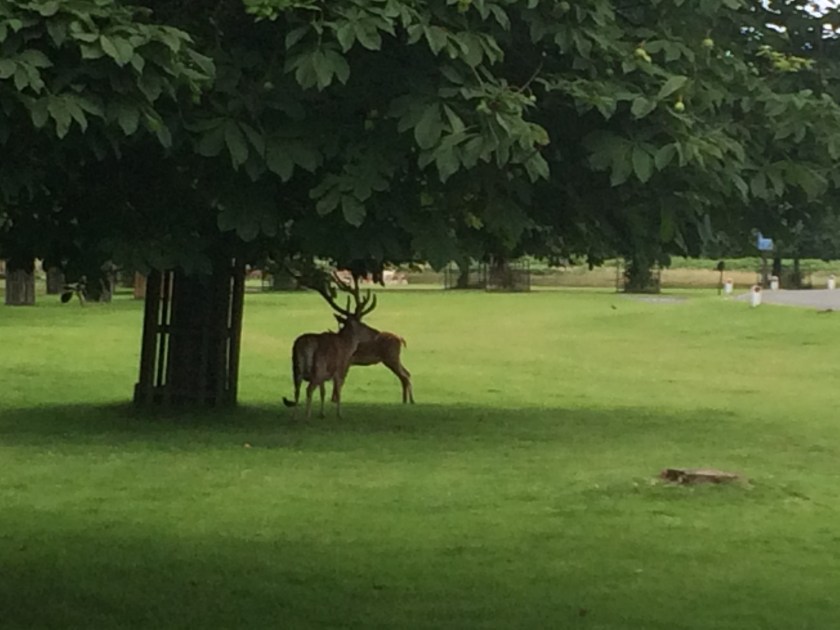 Foto 15-7-16 14 08 01