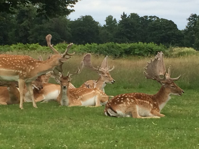 Foto 15-7-16 14 14 34